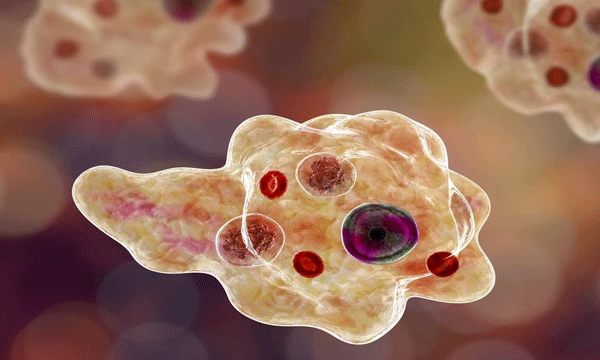 കേരളത്തില്‍ അമീബിക് മസ്തിഷ്‌ക്ക ജ്വരത്തില്‍ 20 പേര്‍ മരിച്ചു ; വസ്തുതകള്‍ മറച്ചുവെക്കുന്നെന്ന് പ്രതിപക്ഷം