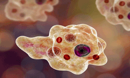 കേരളത്തില്‍ അമീബിക് മസ്തിഷ്‌ക്ക ജ്വരത്തില്‍ 20 പേര്‍ മരിച്ചു ; വസ്തുതകള്‍ മറച്ചുവെക്കുന്നെന്ന് പ്രതിപക്ഷം