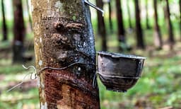 റബര്‍വില താഴേക്ക്‌; ഒളിമങ്ങാതെ പൊന്ന്‌, കുരുമുളകിന്‌ ഇരുട്ടടിയായി ഇറക്കുമതി