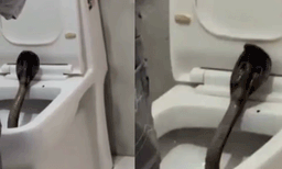 ഭയം അരിച്ചിറങ്ങും! ഹോട്ടല്‍ മുറിയിലെ ക്ലോസറ്റില്‍ മൂര്‍ഖന്‍, പരിഭ്രാന്തിയിലായി അതിഥികള്‍ 
