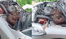 ബോണറ്റിനുള്ളില്‍ വിചിത്ര ശബ്ദം, തുറന്നുനോക്കിയപ്പോള്‍ കൂറ്റന്‍ പെരുമ്പാമ്പ്: വീഡിയോ വൈറല്‍ 
