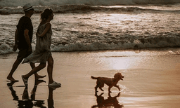 ടൂറിസ്റ്റുകളുടെയും അവര്‍ക്കൊപ്പമുള്ള മൃഗങ്ങളുടെയും എണ്ണം വര്‍ധിക്കുന്നു: നായ്ക്കള്‍ക്ക് നികുതി ഏര്‍പ്പെടുത്തി ഇറ്റലിയിലെ ഒരു നഗരം
