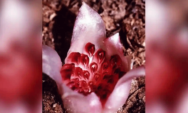 ഇലകളോ തണ്ടുകളോ ഇല്ല: ഭൂമിക്കടിയില്‍ വളരുന്ന അപൂര്‍വ്വ പൂവ്
