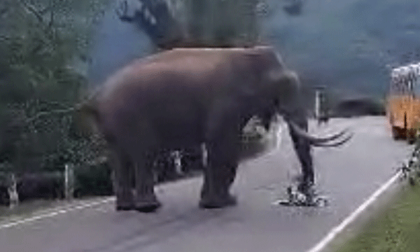 സംസ്ഥാനത്ത് രണ്ടിടത്തായി കാട്ടാന ആക്രമണം ; ചിന്നക്കനാലിലും അട്ടപ്പാടിയിലും നാട്ടുകാര്‍ പ്രതിഷേധത്തില്‍ 