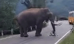 സംസ്ഥാനത്ത് രണ്ടിടത്തായി കാട്ടാന ആക്രമണം ; ചിന്നക്കനാലിലും അട്ടപ്പാടിയിലും നാട്ടുകാര്‍ പ്രതിഷേധത്തില്‍ 