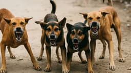 ഒറ്റയ്ക്ക് താമസിച്ചിരുന്നയാളുടെ മൃതദേഹം നായ്ക്കള്‍ ഭക്ഷിച്ച നിലയില്‍ ; അവശേഷിച്ചത് അസ്തികൂടം മാത്രം