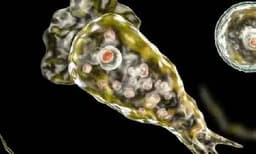 സംസ്ഥാനത്ത് വീണ്ടും ആശങ്ക പടര്‍ത്തി അമീബിക് മസ്തിഷ്‌കജ്വരം ; എട്ട് ദിവസത്തിനിടെ 10 പേര്‍ക്ക് രോഗം കണ്ടെത്തി