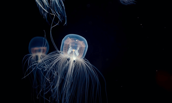 ഒരിക്കലും പ്രായമാകില്ല ഈ ജീവികള്‍ക്ക്! അത്ഭുത രഹസ്യത്തിന് പിന്നില്‍ 
