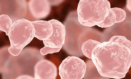 വീണ്ടും അമീബിക് മസ്തിഷ്‌ക ജ്വരം; പാലക്കാട് സ്വദേശി അതീവ ഗുരുതരാവസ്ഥയിൽ
