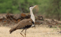 ആകെ നൂറെണ്ണത്തില്‍ താഴെ മാത്രം: വംശനാശ ഭീഷണി പേരിടുന്ന പക്ഷിക്ക് രക്ഷകരായി രാജസ്ഥാനിലെ വിസ്‌കി കമ്പനി 
