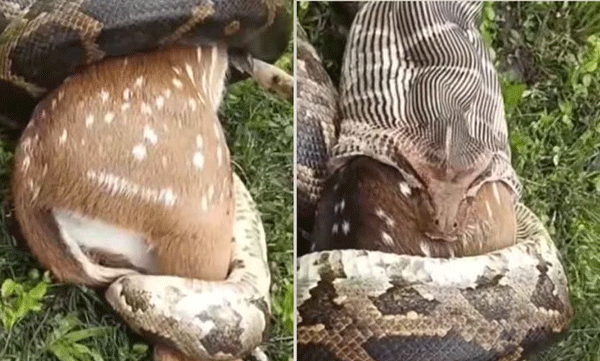ഇതൊക്കെ എങ്ങനെ സാധിക്കുന്നു? മാനിനെ ചുറ്റിവരിഞ്ഞ് വിഴുങ്ങുന്ന പെരുമ്പാമ്പ്, ഇത്ര വലിയ വായാണോ എന്ന് നെറ്റീസണ്‍സ് 
