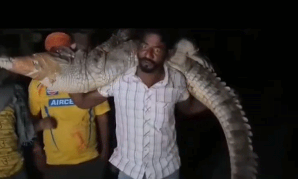 വിവരം അറിയിച്ചിട്ടും വനംവകുപ്പ് എത്തിയില്ല: വീട്ടിലേക്ക് ഇരച്ചുകയറിയ കൂറ്റന്‍ മുതലയെ തോളില്‍ ചുമന്ന് യുവാവ് 

