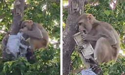 തരില്ല ഞാന്‍ ആര്‍ക്കും തരില്ല: പണമടങ്ങിയ ബാഗ് തട്ടിയെടുത്ത് കുരുങ്ങന്‍, പിന്നാലെ മരത്തില്‍ നിന്ന് നോട്ട് മഴ
