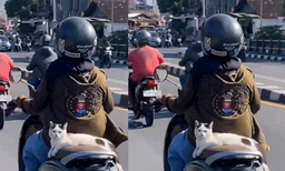 ഇതൊക്കെയെന്ത്! സ്‌കൂട്ടറിന് പിന്നില്‍ സുഖമായി ഇരുന്ന് യാത്ര ചെയ്യുന്ന പൂച്ച സര്‍, വീഡിയോ വൈറല്‍ 
