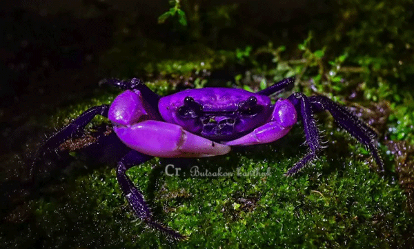 പള്‍പ്പിള്‍ നിറത്തില്‍ തിളങ്ങുന്ന ശരീരം, പ്രത്യക്ഷപ്പെടുക ആരോഗ്യകരമായ പരിസരത്ത് മാത്രം: കൗതുകമായി പ്രിന്‍സസ് ക്രാബ് 
