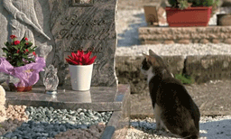 ഹൃദയം നുറുക്കും ഈ കാഴ്ച! ഉടമയുടെ കല്ലറയ്ക്കരികില്‍ സമ്മാനവുമായി ടോള്‍ഡോ, കൗതുകമായി ഒരു പൂച്ച 
