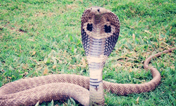 പരിക്കേറ്റ് ഗുരുതാരവസ്ഥയിലായി: ശസ്ത്രക്രിയയിലൂടെ മൂര്‍ഖന്‍ പാമ്പിന് പുതുജീവനേകി മൃഗസംരക്ഷണ വകുപ്പ്
