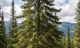 അവിശ്വസനീയം! ക്രിസ്മസ് മരങ്ങള്‍ ചില്ലറക്കാരല്ല, തനി സ്വര്‍ണ്ണം കായ്ക്കുന്ന മരം: അത്ഭുത കണ്ടെത്തലുമായി ഗവേഷകര്‍ 
