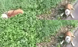 ഇങ്ങനെയുണ്ടോ ഒരു കുസൃതി! സോഷ്യല്‍ മീഡിയയില്‍ വൈറലായി നായ്ക്കുട്ടിയുടെ വീഡിയോ 
