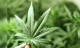 തേനിയില്‍ സ്ത്രീ ഉൾപ്പെടെ നാലു പേരില്‍ നിന്ന്  24 കിലോ കഞ്ചാവ് പിടികൂടി