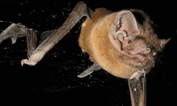 അവശ്വസനീയം: ആകാശത്ത് വവ്വാലിന്റെ അമ്പരപ്പിക്കുന്ന ഇരപിടുത്തം, ഞെട്ടിപ്പിക്കുന്ന വീഡിയോ വൈറല്‍ 
