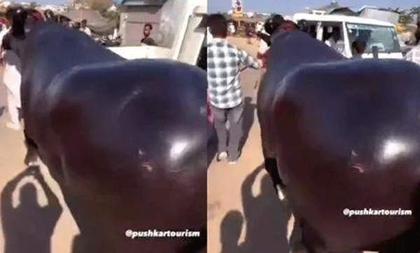 വില 23 കോടി, ഭാരം 1500 കിലോ: പുഷ്‌കര്‍ മേളയില്‍ കൗതുകമായി ആന്‍മോള്‍ 
