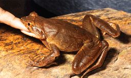 ഭീഷണി നേരിട്ടാല്‍ ശരീരം വീര്‍ക്കും, പിന്നാലെ നിലവിളിയും, കടിയും: ഇന്ത്യന്‍ തവളകളെക്കുറിച്ചുള്ള പുതിയ പഠനം 
