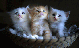 ഡിവോഴ്‌സ് വേണമെങ്കില്‍ മുന്‍ ഭാര്യയുടെ പൂച്ചകള്‍ക്ക് ചെലവിന് നല്‍കണം: നിര്‍ണായക വിധിയുമായി കോടതി 
