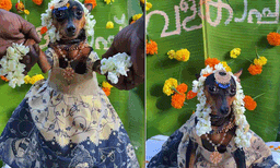 ഗര്‍ഭിണിയായ അരുമ നായ്ക്ക് വളകാപ്പ് നടത്തി യുവാവ്: വീഡിയോ ആഘോഷമാക്കി നെറ്റീസണ്‍സ് 
