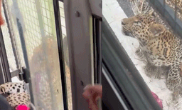 സഫാരി വാഹനത്തിലേക്ക് ചാടിക്കയറി, പിന്നാലെ യുവതിയുടെ വസ്ത്രം കടിച്ചുകീറി പുലി: ഞെട്ടിക്കുന്ന ദൃശ്യങ്ങള്‍
