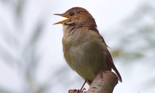 പ്രഭാതം പൊട്ടിവിടരുമ്പോള്‍ പക്ഷികള്‍ പാട്ടുപാടുന്നത് എന്തുകൊണ്ടാണെന്ന് അറിയാമോ? പഠനം പറയുന്നതിങ്ങനെ...
