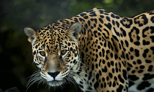 സ്വന്തം വാല്‍ വെള്ളത്തില്‍ മുക്കി മീന്‍ പിടിക്കും: അമേരിക്കന്‍ വന്‍കരകളിലെ പ്രമുഖ വേട്ടക്കാരന്‍!
