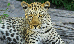 പുലി വന്ധ്യംകരണ പദ്ധതി നടപ്പിലാക്കാന്‍ കേന്ദ്ര അനുമതി: രാജ്യത്താദ്യം മഹാരാഷ്ട്രയില്‍ 
