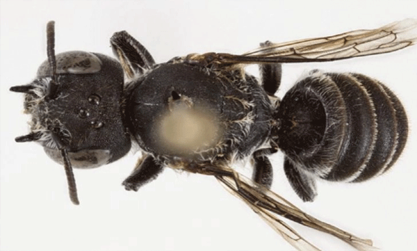 കൊമ്പുകളോട് കൂടിയ വിചിത്ര രൂപം: കൗതുകമായി ' മെഗാകൈല്‍ ലൂസിഫര്‍' 
