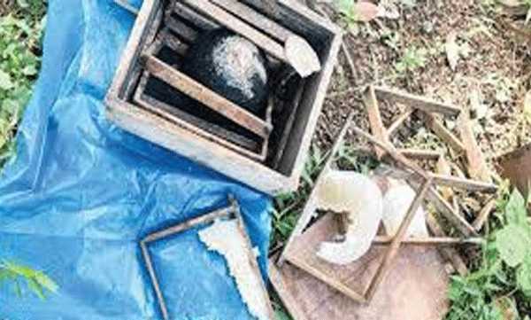 അമരമ്പലത്ത് വീണ്ടും കരടിയെത്തി, തേന്‍പെട്ടികള്‍ നശിപ്പിച്ചു; ഒന്നരല ക്ഷത്തോളം രൂപയുടെ നഷ്ടം