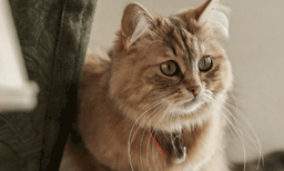 കഴുത്തില്‍ സ്വര്‍ണ്ണ കോളര്‍, കഴിക്കുന്നത് വിലയേറിയ ഭക്ഷണം: ഇവളാണ് ലിലിബെറ്റ്, ആഡംബര ഹോട്ടലിലെ രാജകുമാരി
