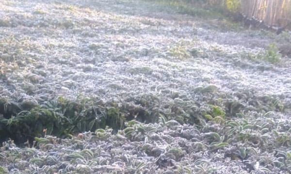 തണുപ്പുപുതപ്പ് മൂടി വിനോദസഞ്ചാരമേഖലയായ മൂന്നാര്‍ ; താപനില മൂന്ന് ഡിഗ്രിയിലേക്ക് താഴുന്നു 