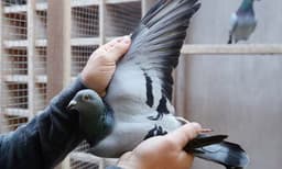 ലോകത്തിലെ ഏറ്റവും വില കൂടിയ പ്രാവ് ഇതാണ് ;  വില 172 കോടി രൂപ
