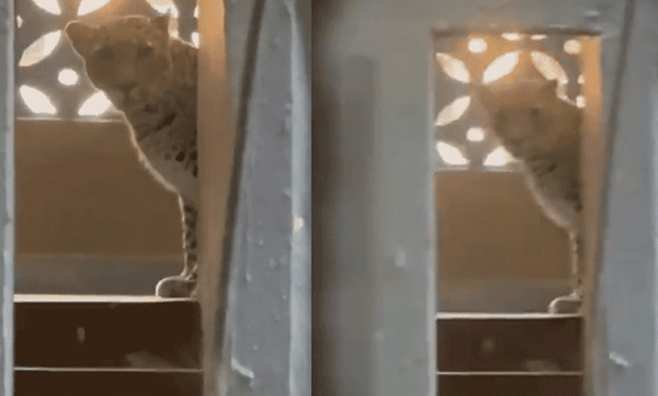 മുംബൈയില്‍ ഫഌറ്റിലേക്ക് ഓടിക്കയറി പുലിയുടെ ആക്രമണം: പിന്നാലെ മുറിയില്‍ പൂട്ടിയിട്ട് നാട്ടുകാര്‍
