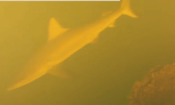 അവിശ്വസനീയം: സജീവ അഗ്നിപര്‍വ്വതത്തിനുള്ളില്‍ നീന്തിത്തുടിക്കുന്ന സ്രാവുകള്‍, ഉത്തരമില്ലാതെ ശാസ്ത്രലോകം 
