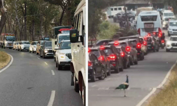 ഗതാഗതം നിയന്ത്രിച്ച് ദേശീയ പക്ഷി? മൈസൂര്‍-ഊട്ടി റോഡില്‍ നിന്നുള്ള ദൃശ്യങ്ങള്‍ പുറത്ത് 
