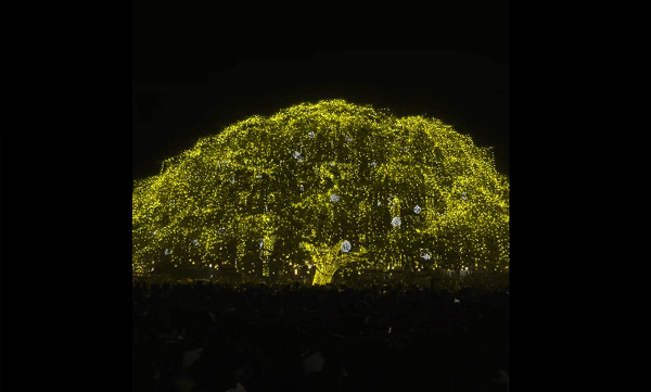 ഏഷ്യയിലെ ഏറ്റവു വലിയ നാച്ചുറല്‍ ക്രിസ്മസ്ട്രീയായി കൊച്ചിയിലെ മഴമരം
