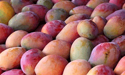 ഒരു മാമ്പഴത്തിന്റെ വില 19,000 രൂപ! രുചിച്ചുനോക്കാന്‍ വിദേശത്ത് നിന്നുവരെ ആളുകള്‍ 
