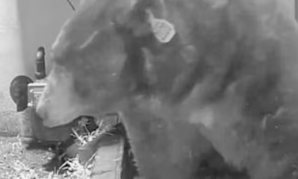 ഒരു മാസമായി വീട്ടില്‍ താമസമാക്കി കൂറ്റന്‍ കരടി: ഭയന്നുവിറച്ച് പുറത്തിറങ്ങാതെ കുടുംബം, പരിഹാരം കാണാതെ വനംവകുപ്പ് 
