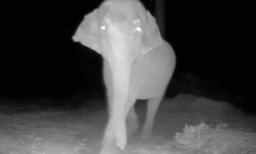 ആരും കണ്ടുപിടിക്കില്ലെന്ന് കരുതിയോ? റെക്കോര്‍ഡ് ചെയ്യാനായി സ്ഥാപിച്ച ക്യമാറ തകര്‍ത്ത് കാട്ടാന: ബുദ്ധി അപാരമെന്ന്  വനംവകുപ്പ് ഉദ്യോഗസ്ഥന്‍ 
