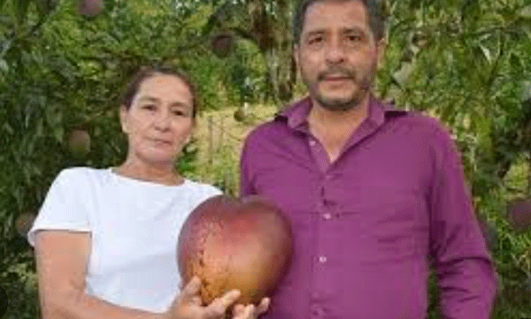 ഭാരം 4.25 കിലോ! ഇതാണ് ലോകത്തിലെ ഏറ്റവും വലിയ മാങ്ങ
