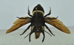 'പറക്കുന്ന ബുള്‍ഡോഗ്' : പതിറ്റാണ്ടുകള്‍ക്കിപ്പുറം ലോകത്തിലെ ഏറ്റവും വലിയ തേനീച്ചയെ കണ്ടെത്തി ശാസ്ത്രലോകം
