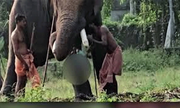 പിഞ്ചുകുഞ്ഞുമായി പാപ്പാന്മാരുടെ സാഹസം: കുട്ടിയുടെ അച്ഛനും അറസ്റ്റിൽ