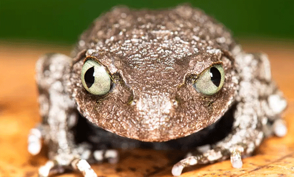 അരുണാചല്‍പ്രദേശില്‍ കണ്ടെത്തിയ പുതിയ തവള ഇനത്തിന് അന്തരിച്ച പത്രപ്രവര്‍ത്തകന്റെ പേര്
