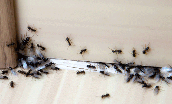 prevent-ants-at-household-easy-tips